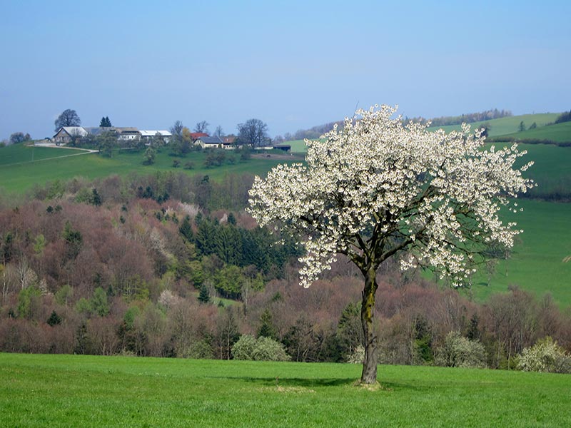 hochwienerwald